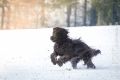 Stemler_2014_12-054