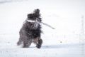 Stemler_2014_12-063