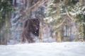 Stemler_2014_12-096