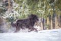 Stemler_2014_12-097