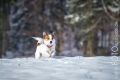 Stemler_2014_12-082