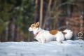 Stemler_2014_12-106