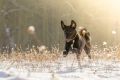 Stemler_2014_12-204