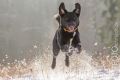 Stemler_2014_12-207