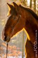 Stemler_2014_12-312