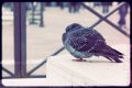Venedig_2014_12-065