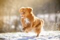 Miro_Milka_Schnee_2014_12-003