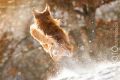Miro_Milka_Schnee_2014_12-005