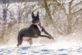 Miro_Milka_Schnee_2014_12-024