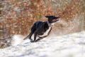Miro_Milka_Schnee_2014_12-049