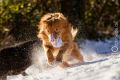 Miro_Milka_Schnee_2014_12-054