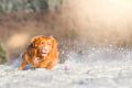 Miro_Milka_Schnee_2014_12-068