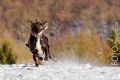 Miro_Milka_Schnee_2014_12-074