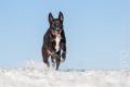 Miro_Milka_Schnee_2014_12-086