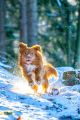 Miro_Milka_Schnee_2014_12-100