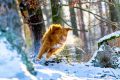 Miro_Milka_Schnee_2014_12-105