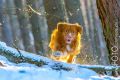 Miro_Milka_Schnee_2014_12-110