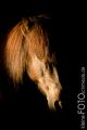Gaefa_20080715_036