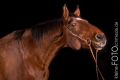Haessel_Studio_2013_11-004