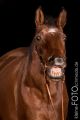 Haessel_Studio_2013_11-017