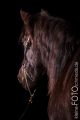 Pferd_Studio_2015_02-032