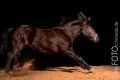 Pferd_Studio_2015_02-057