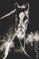 Pferd_Studio_2015_02-091