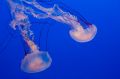 Amerika_2010_08_250