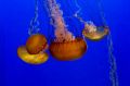 Amerika_2010_08_308