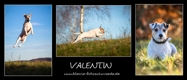 Russel Parson Terrier