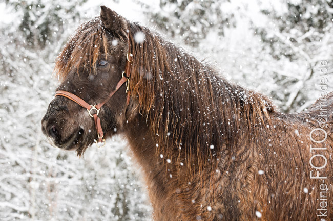 Tumi Schnee