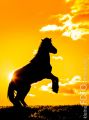 Sonnenuntergang_Lena_2015_04-060