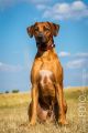 Dasko_Mehl_2015-001