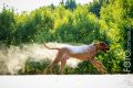 Dasko_Mehl_2015-073