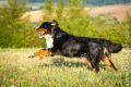 Sutor_2015_08-046