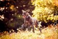 Yetta_2015_09-078