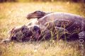 Yetta_2015_09-131