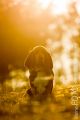 Lotte_2016_03-063