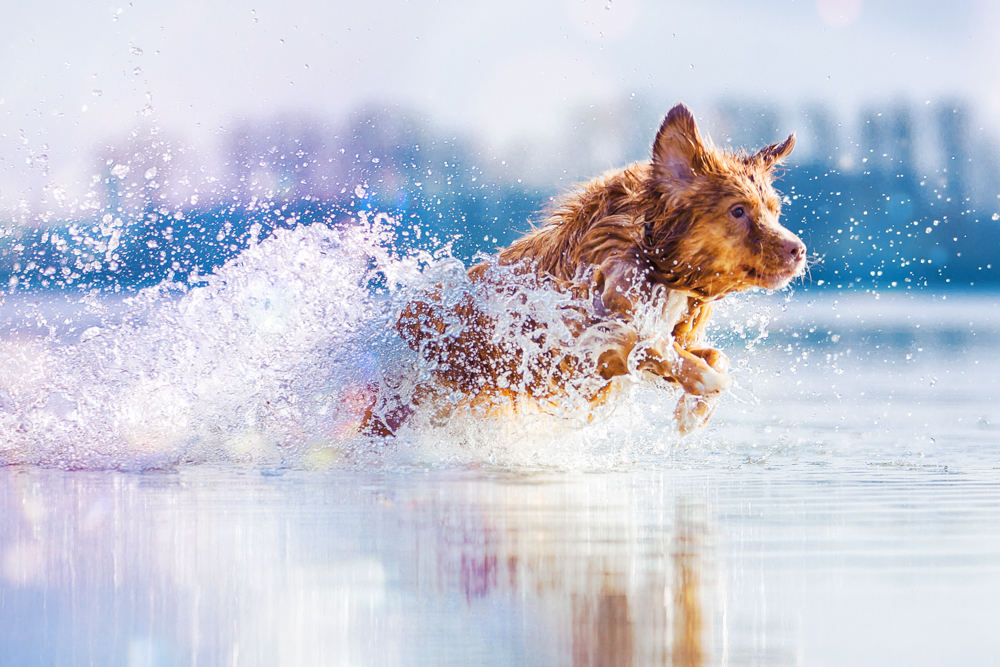 Hundefotograf in Kaiserslautern