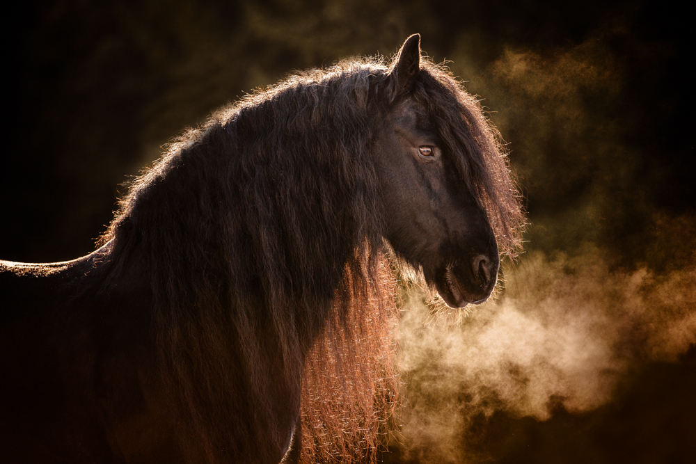 Portfolio Pferdefotografie