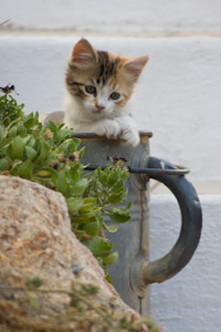 Sardinien 2007 266