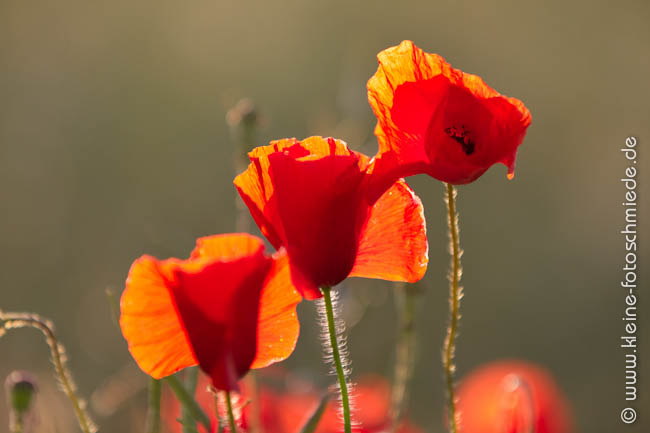 Mohn