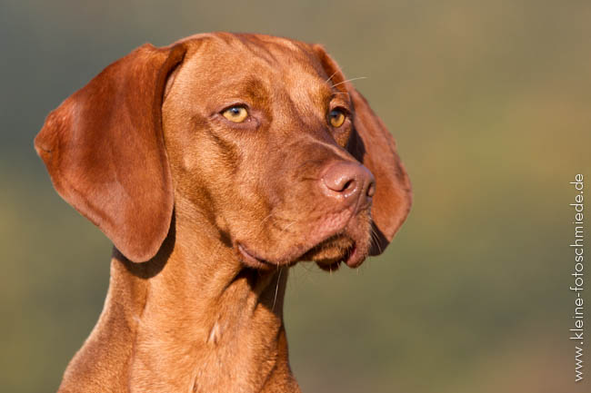 Vizsla