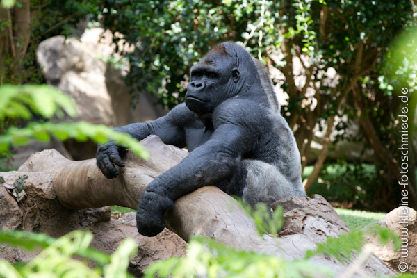 Affe