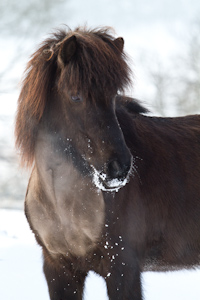 Gaefa_Schnee_2010_01_054