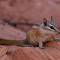 USA_2011_1463