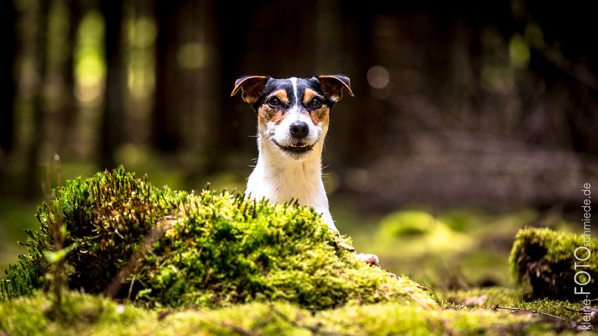 Hundefotografie