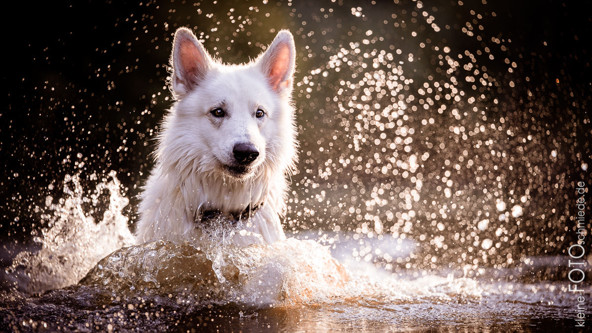 Hundefotografie