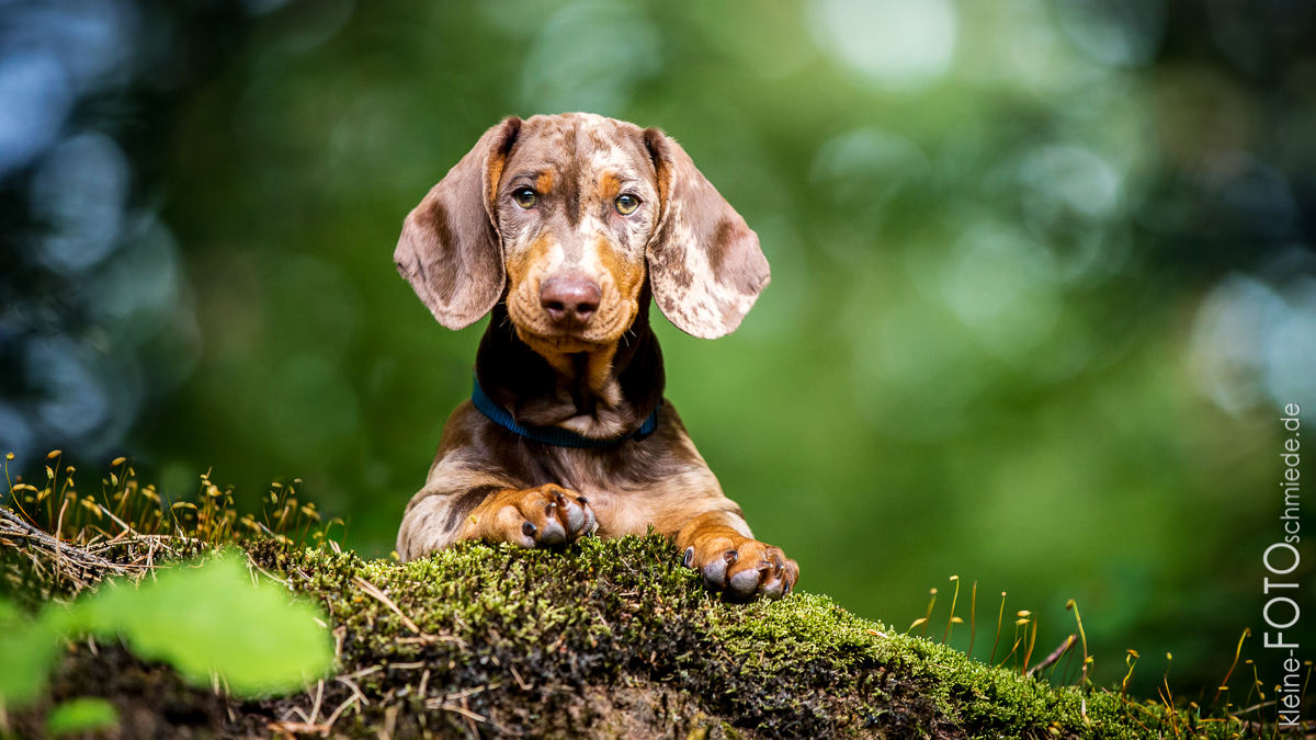 Hundefotografie