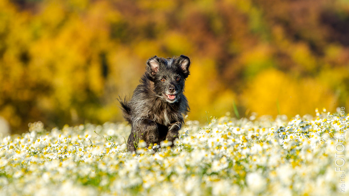 Hundefotografie